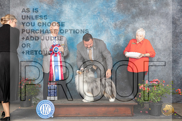 Shetland Sheepdog #5 Sun BIS Judge Paul Willhauck__JP_6429_San Antonio_2024_HR3