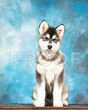 Alaskan Malamute Amber Sat-SSR_6969-Mrshl2019-HR3