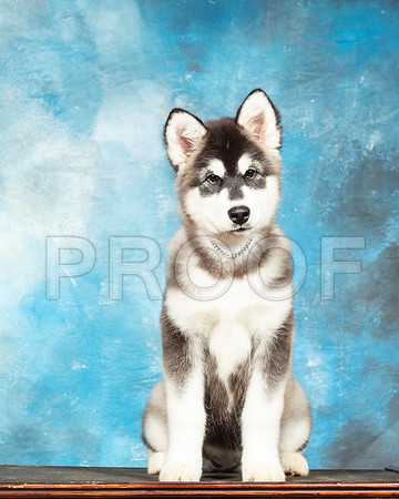 Alaskan Malamute Amber Sat-SSR_6970-Mrshl2019-HR3