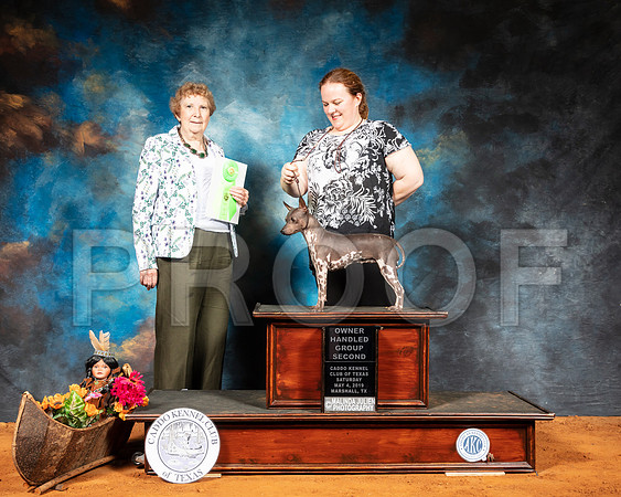 American Hairless Terrier #? Sat OHG2 Judge Laurie Telfair-SSR_6929-Edit-Mrshl2019-HR3