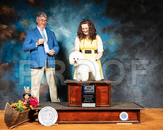 Bichon Frise #5 Sat BOW Maj Judge FILIBERTO ARNIELLA-SSR_6946-Mrshl2019-HR3