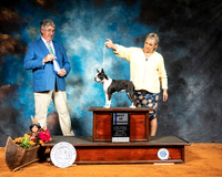 Boston Terrier #14 WB BOW Judge FILIBERTO ARNIELLA