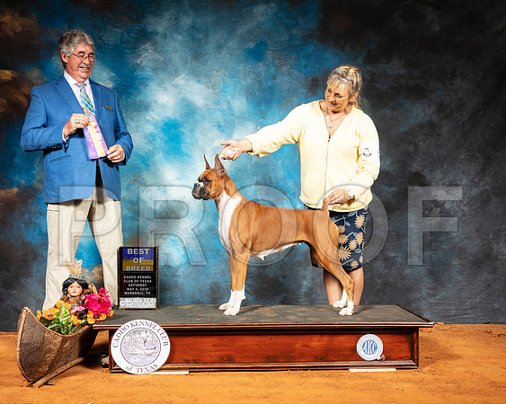 Boxer #6 Sat BOB Judge FILIBERTO ARNIELLA-SSR_7007-Mrshl2019-HR3