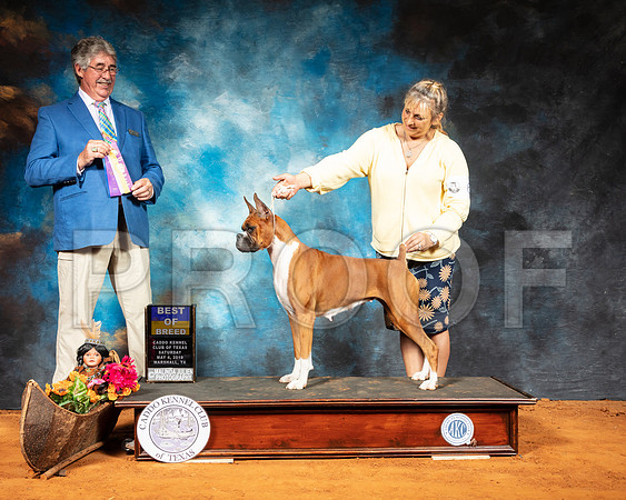 Boxer #6 Sat BOB Judge FILIBERTO ARNIELLA-SSR_7008e-Mrshl2019-HR3