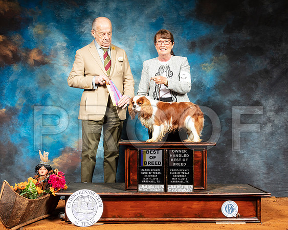 Cavalier King Charles Spaniel #5 Sat BOB OHBOB  Judge Dr Gareth Morgan Jones-SSR_6842-Mrshl2019-HR3