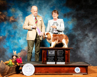 Cavalier King Charles Spaniel #5 Sat BOB OHBOB  Judge Dr Gareth Morgan Jones
