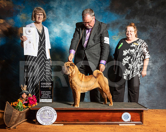 Chinese Shar Pei #6 Sat G4 Judge Nancy Simmons-SSR_7021e-Mrshl2019-HR3