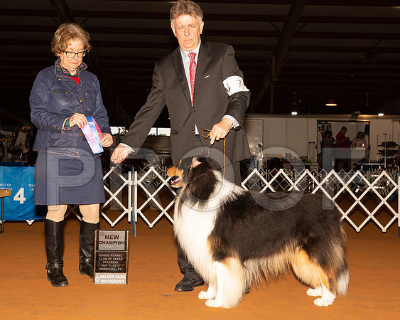 Collie Rough #7 Sat NCh Judge LORRAINE W BISSO-_ST_5141-Mrshl2019-HR3