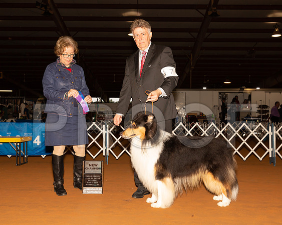 Collie Rough #7 Sat NCh Judge LORRAINE W BISSO-_ST_5144-Mrshl2019-HR3