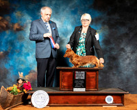Dachshund Longhaired #10 Sat BOS NCh Judge Richard Albee
