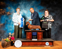 Dachshund Smooth #10 Sat G1 Judge Laurie Telfair