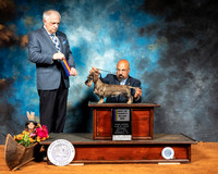 Dachshund Wire #8 Sat BOB Judge Richard Albee