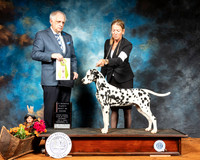 Dalmatian #5 Sat BPIS Judge Richard Albee