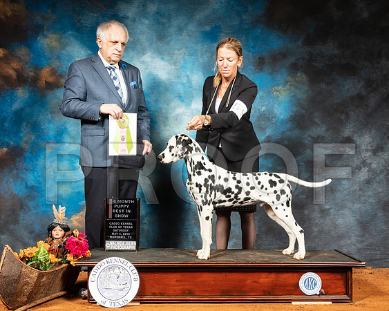 Dalmatian #5 Sat BPIS Judge Richard Albee-SSR_6818-Mrshl2019-HR3