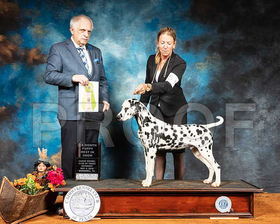 Dalmatian #5 Sat BPIS Judge Richard Albee-SSR_6819-Mrshl2019-HR3