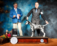 Dalmatian #8 Sat BOB Maj Judge FILIBERTO ARNIELLA