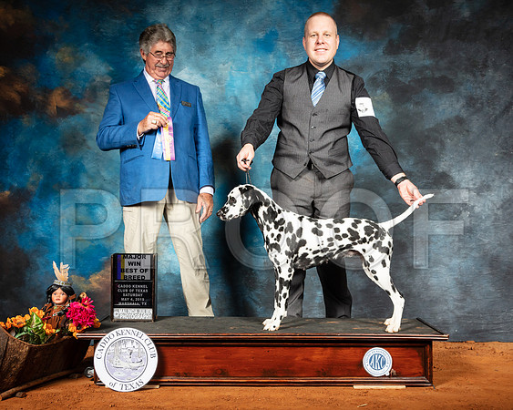 Dalmatian #8 Sat BOB Maj Judge FILIBERTO ARNIELLA-SSR_6795-Mrshl2019-HR3