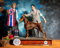 Doberman Pinscher #15 Sat BIS Judge Nancy Simmons