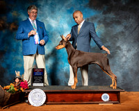 Doberman Pinscher #16 Sat BOS BOW Judge FILIBERTO ARNIELLA