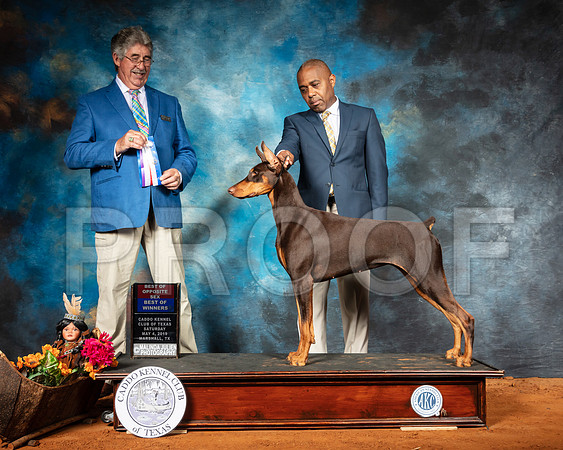 Doberman Pinscher #16 Sat BOS BOW Judge FILIBERTO ARNIELLA-SSR_6798-Mrshl2019-HR3