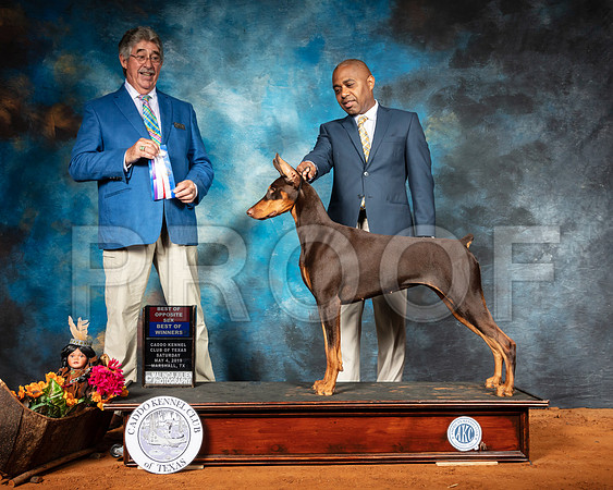 Doberman Pinscher #16 Sat BOS BOW Judge FILIBERTO ARNIELLA-SSR_6799-Mrshl2019-HR3