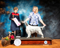 English Terrier #6 Sat G1 Judge Lorraine Bisso