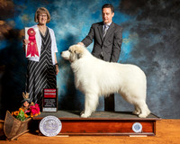 Great Pyrenees #5 Sat G2 Judge Nancy Simmons