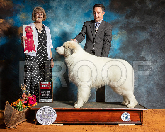 Great Pyrenees #5 Sat G2 Judge Nancy Simmons-SSR_7023-Mrshl2019-HR3