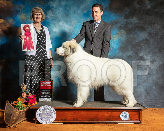 Great Pyrenees #5 Sat G2 Judge Nancy Simmons-SSR_7024-Mrshl2019-HR3