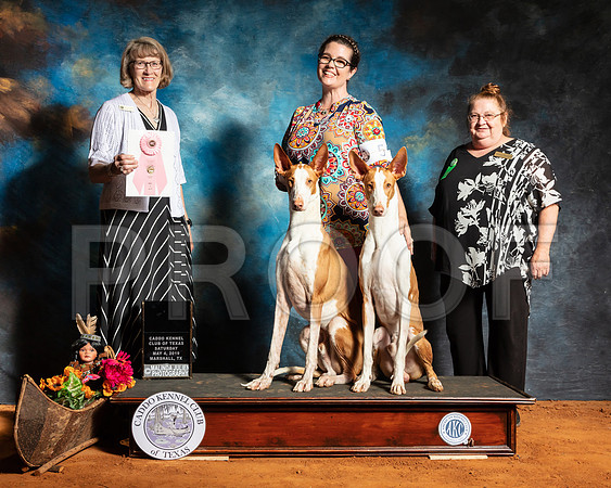 Ibizan Sat Best Brace Judge Nancy Simmons-SSR_7011-Mrshl2019-HR3