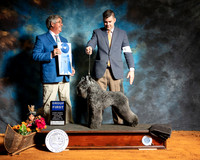 Kerry Blue Terrier #7 Sat G1 Judge FILIBERTO ARNIELLA