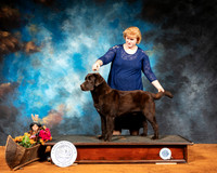 Labrador Retriever #8 Sat