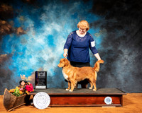Nova Scotia Duck Tolling Retriever #8 Sat BOB