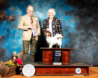 Papillon #17 Sat WD  Judge Dr Gareth Morgan Jones