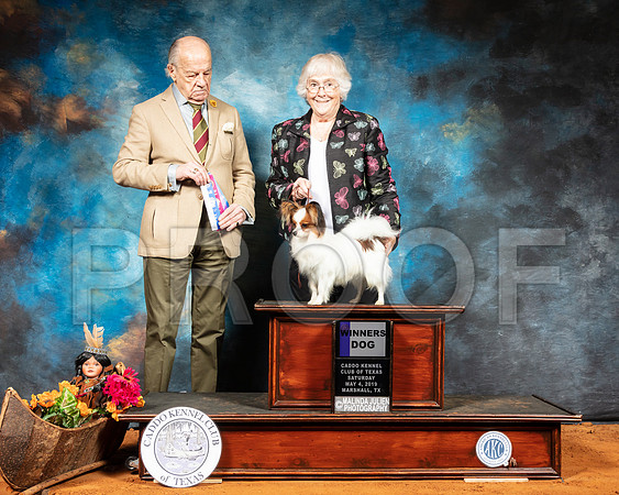Papillon #17 Sat WD  Judge Dr Gareth Morgan Jones-SSR_6836-Mrshl2019-HR3