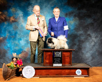 Pekingese #10 Sat BOB Judge Dr Gareth Morgan Jones