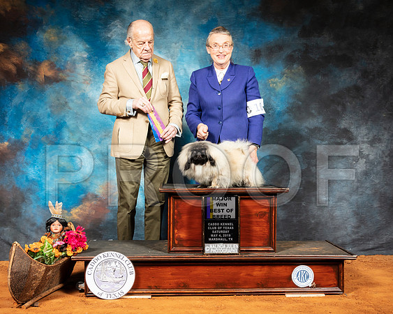 Pekingese #10 Sat BOB Judge Dr Gareth Morgan Jones-SSR_6990-Mrshl2019-HR3