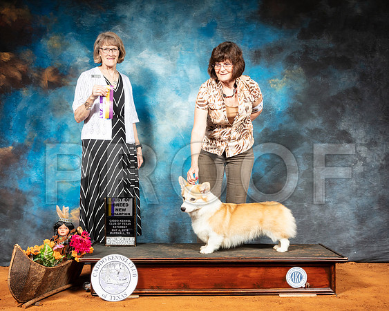 Pembroke Welsh Corgi #10 Sat BOB Judge Nancy Simmons-SSR_6911-Mrshl2019-HR3