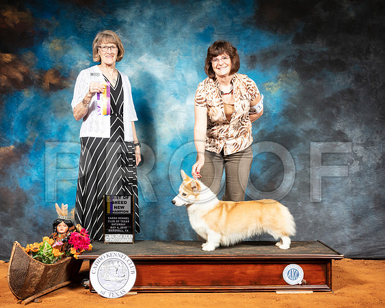 Pembroke Welsh Corgi #10 Sat BOB Judge Nancy Simmons-SSR_6912e-Mrshl2019-HR3