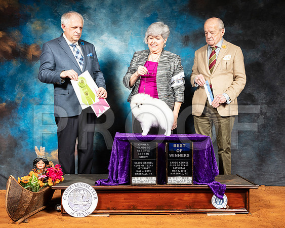 Pomeranian #19 Sat OHRBIS BOW Judge Richard Albee Judge Dr Gareth Morgan Jones-SSR_6986-Mrshl2019-HR3