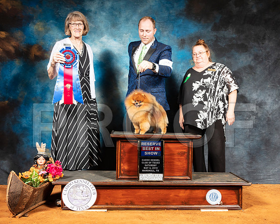Pomeranian #25 BIS Sat Judge Nancy Simmons-SSR_7036-Mrshl2019-HR3