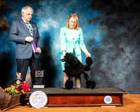 Poodle Miniature #20 Sat WB NCh Judge Richard Albee