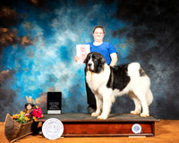 Pyrenean Mastiff #? Sat Best in FSS