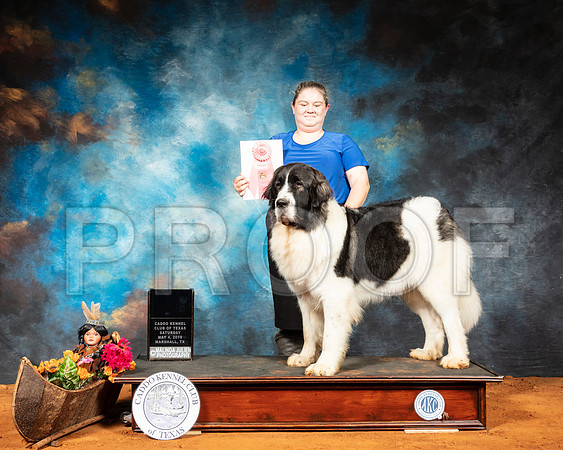 Pyrenean Mastiff #? Sat Best in FSS-SSR_6932-Mrshl2019-HR3