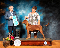 Redbone Coonhound #6 Sat OHBIS Judge Richard Albee