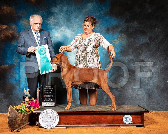 Redbone Coonhound #6 Sat OHBIS Judge Richard Albee-SSR_6976-Mrshl2019-HR3