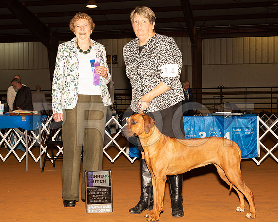 Rhodesian Ridgeback #14 Sat WB Judge Laurie Telfair-_ST_5138-Mrshl2019-HR3