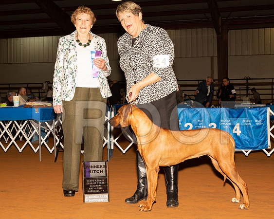 Rhodesian Ridgeback #14 Sat WB Judge Laurie Telfair-_ST_5139-Mrshl2019-HR3