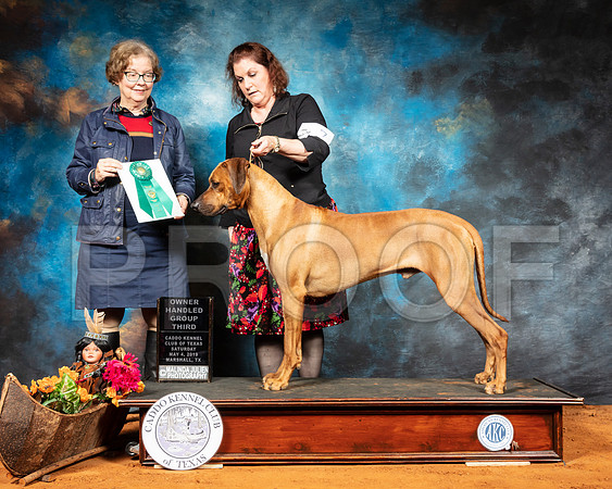 Rhodesian Ridgeback #7 Sat OHG3 Judge LORRAINE W BISSO-SSR_6878-Mrshl2019-HR3