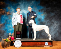 Saluki #6 Sat G2 Judge Laurie Telfair